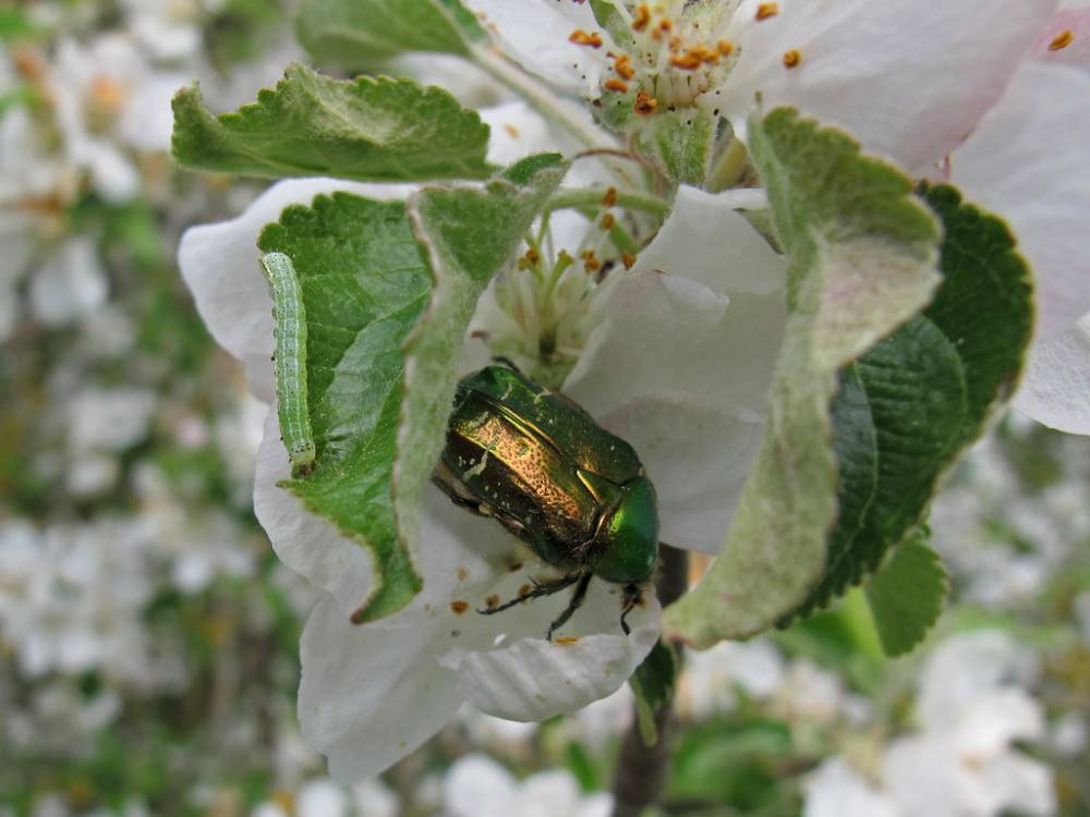 IMAGE70